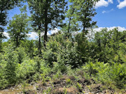 Nearly 2 Acres with Fishtrap Lake Access Near Winter, WI Nearly 2 Acres with Fishtrap Lake Access Near Winter, WI