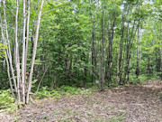5+ Acres Near Gordon, WI - Buildable Northwoods Land