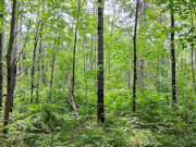 5+ Acres Near Gordon, WI - Buildable Northwoods Land
