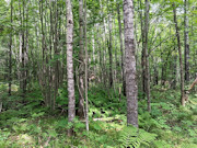 5+ Acres Near Gordon, WI - Buildable Northwoods Land