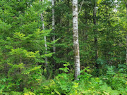 Bring your Camper! 6 Acres with Driveway near Big Chetac Lake!