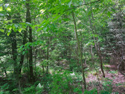 41 Acres Hunting Land Adjoining National Forest!