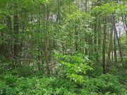 41 Acres Hunting Land Adjoining National Forest!