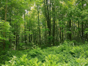 41 Acres Hunting Land Adjoining National Forest!