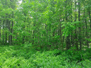 41 Acres Hunting Land Adjoining National Forest!
